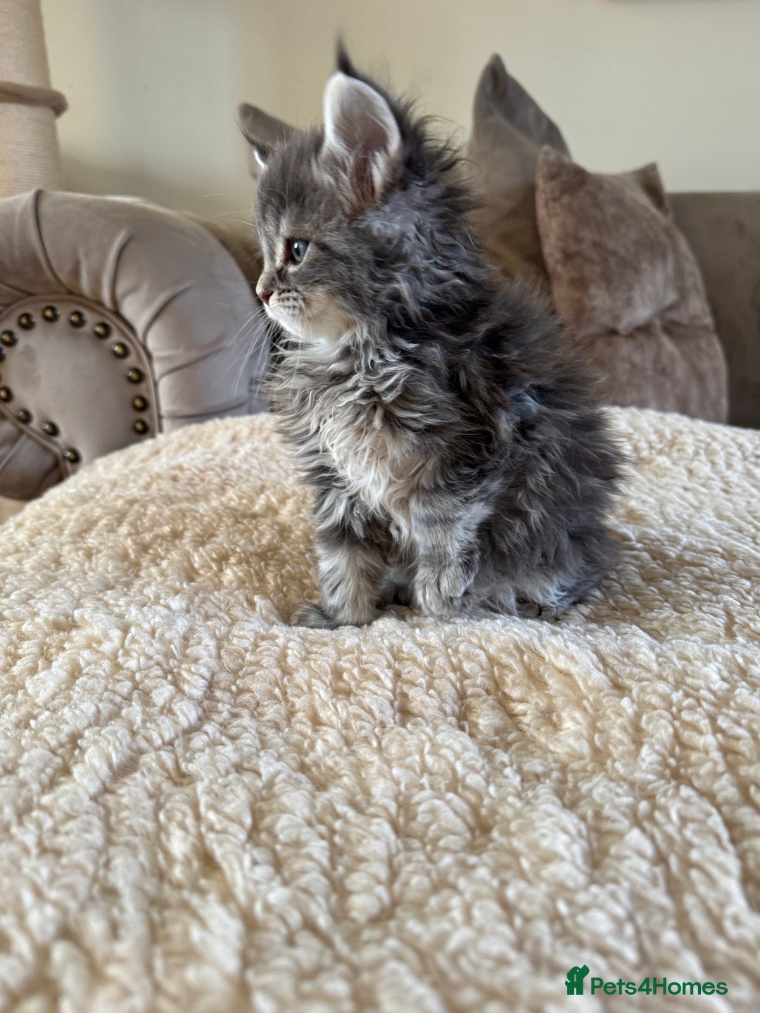Maine Coon cats for sale: Stunning Maine coon kittens  - Advert 15