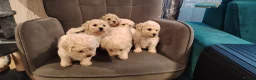 Poochon dogs for sale: Miniature poochon  - Advert 7