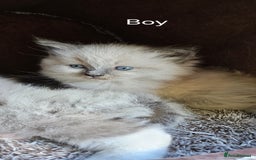 Ragdoll cats for sale: Pure Breed Ragdoll Kittens 1 Boy and 1 Girl - Image 3