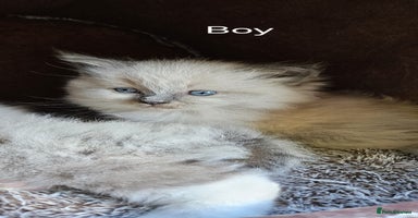 Ragdoll cats - Advert 5