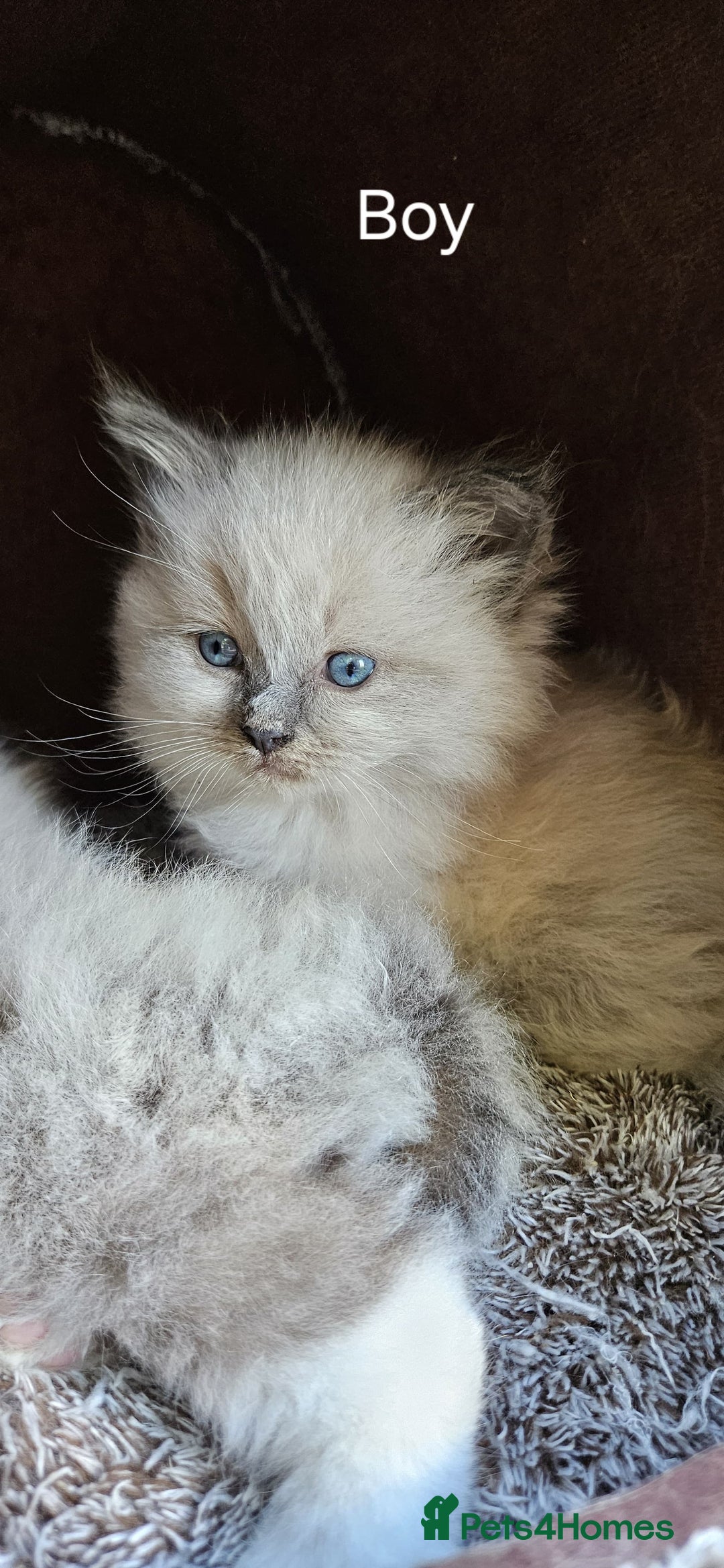 Ragdoll cats for sale: Pure Breed Ragdoll Kittens 1 Boy and 1 Girl - Image 3