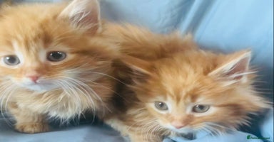 Mixed Breed cats - Advert 10