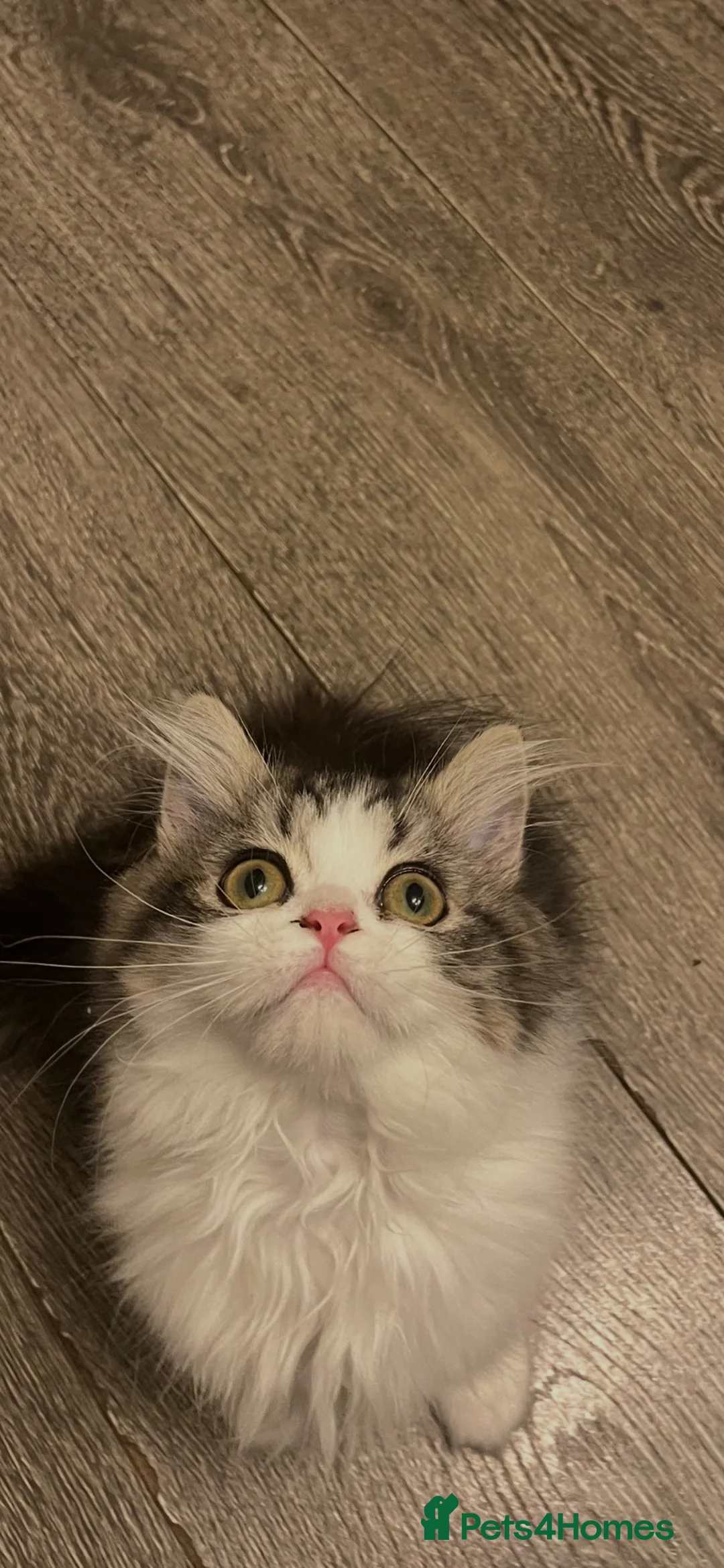 Maine Coon cats for sale: Beautiful Maine coon x Persian  - Advert 2