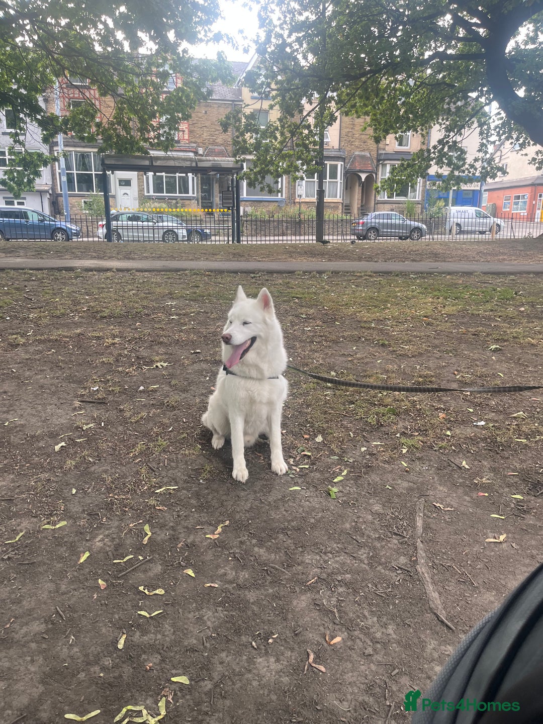 Siberian Husky dogs for sale: Beautiful Husky Open to Offers - Image 1