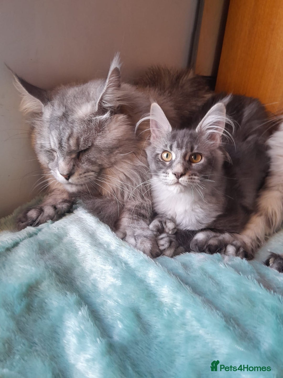 Maine Coon cats for sale: black smoke ticked ns25 polydactyl girl maine coon - Advert 3