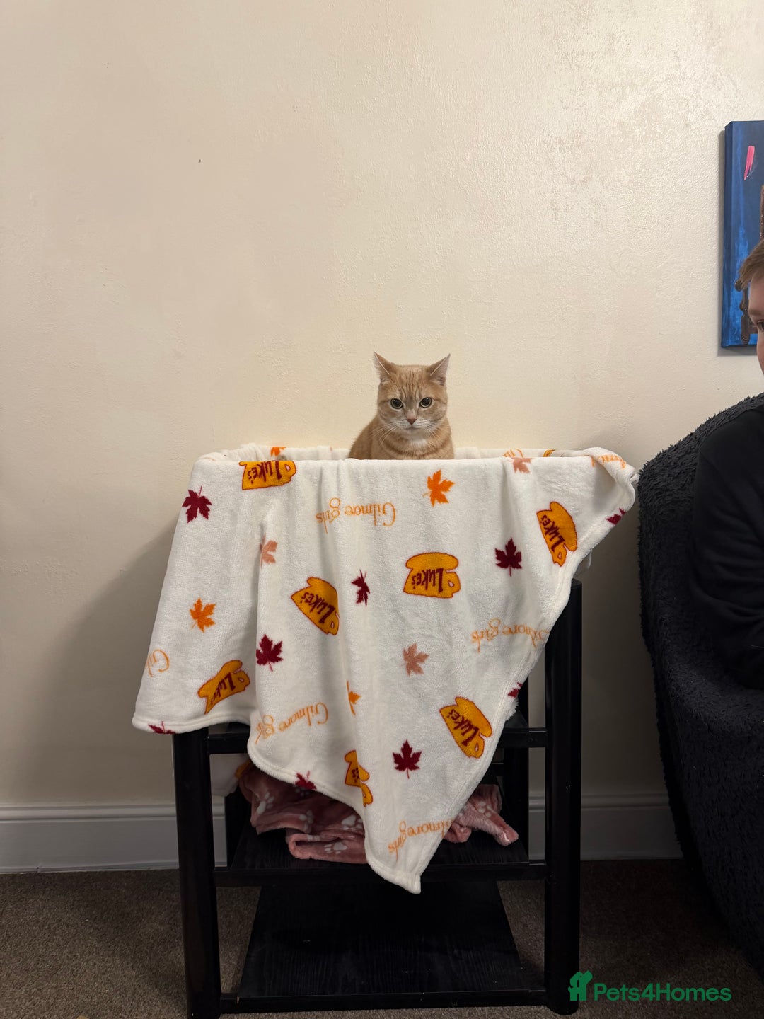 Mixed Breed cats for sale: Lovely ginger female - Advert 1