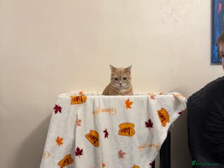 Mixed Breed cats Lovely ginger female - Advert 14