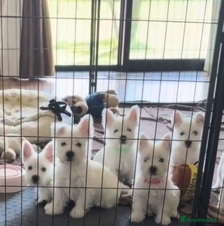 West Highland Terrier dogs West highland terrier puppies - Advert 5