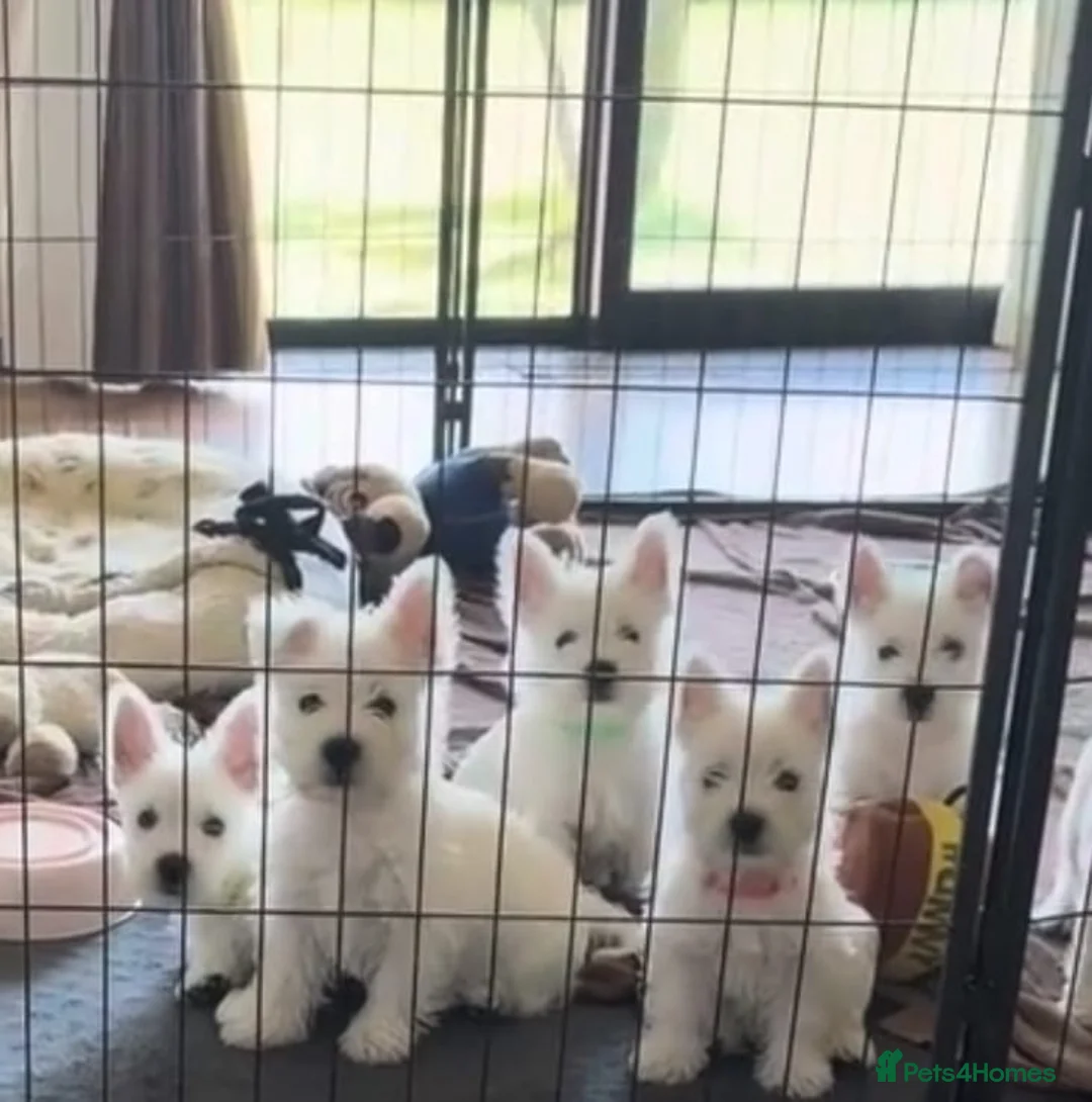 West Highland Terrier dogs for sale: West highland terrier puppies - Advert 1