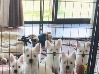 West Highland Terrier dogs West highland terrier puppies - Advert 1