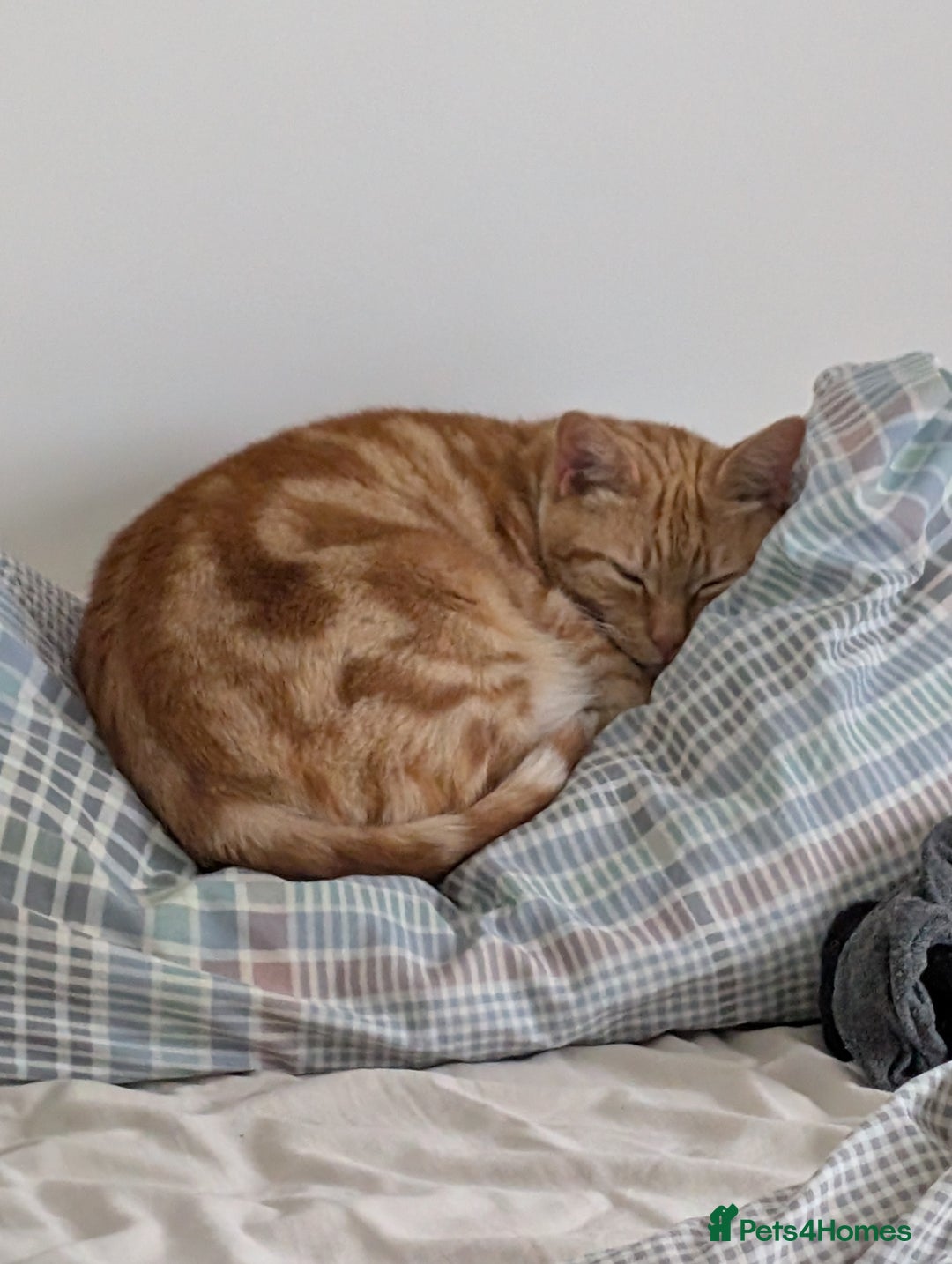 Mixed Breed cats for sale: Orange cat looking for a loving home - Advert 3