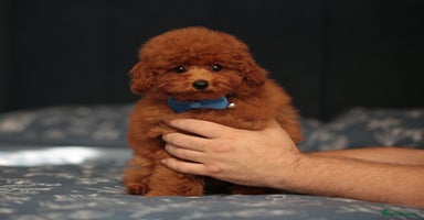 Toy Poodle dogs - Advert 9