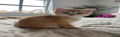 British Shorthair 3