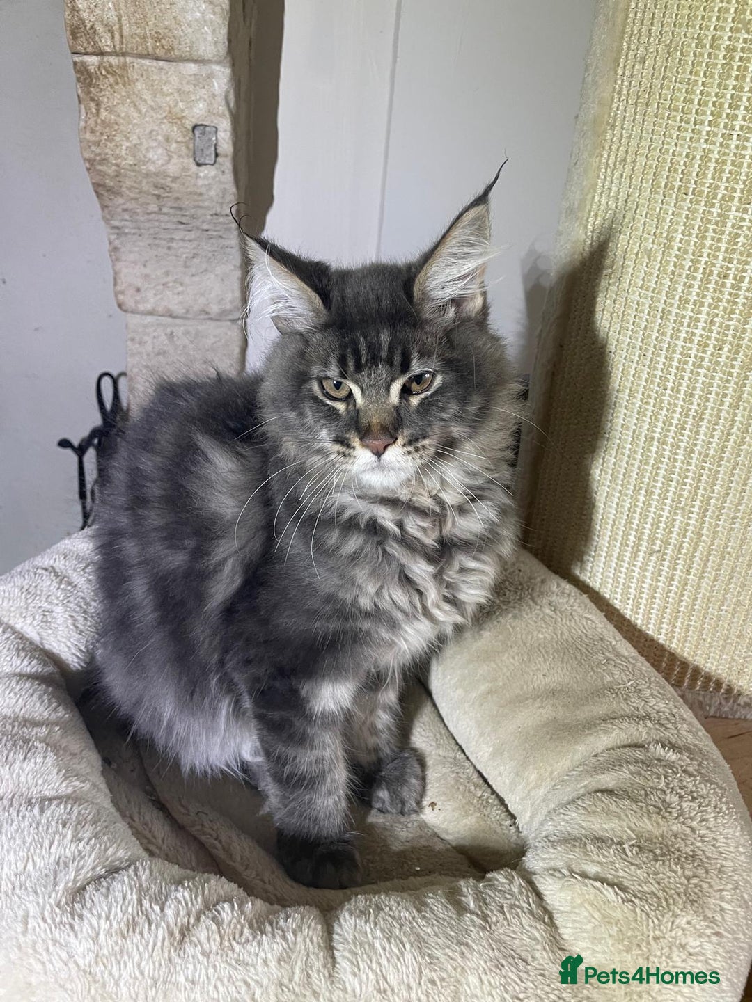 Maine Coon cats for sale: Stunning Maine Coon kittens - Advert 5