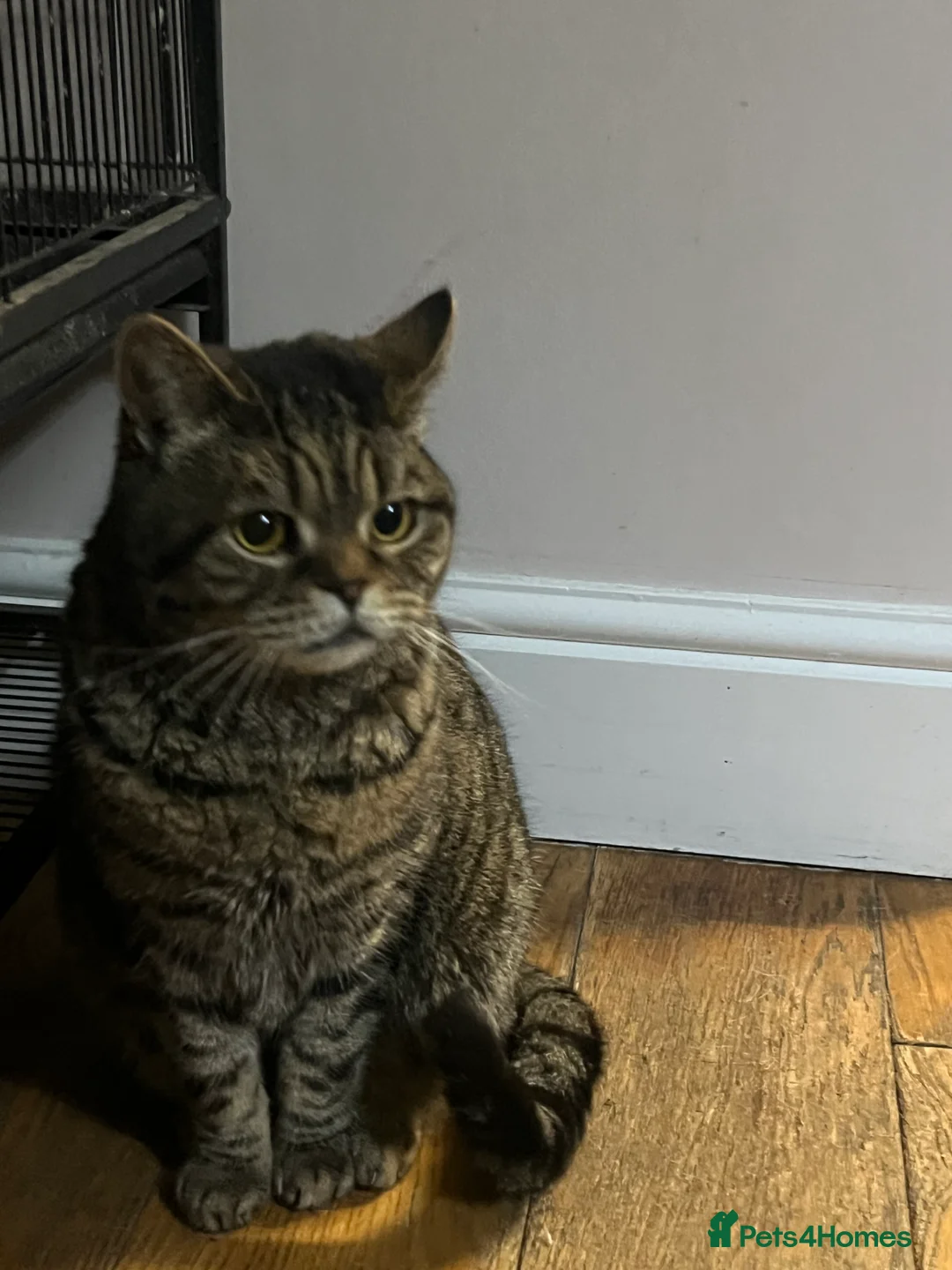 British Shorthair cats for sale: Beautiful Tabby BSH needs new loving home. - Advert 2