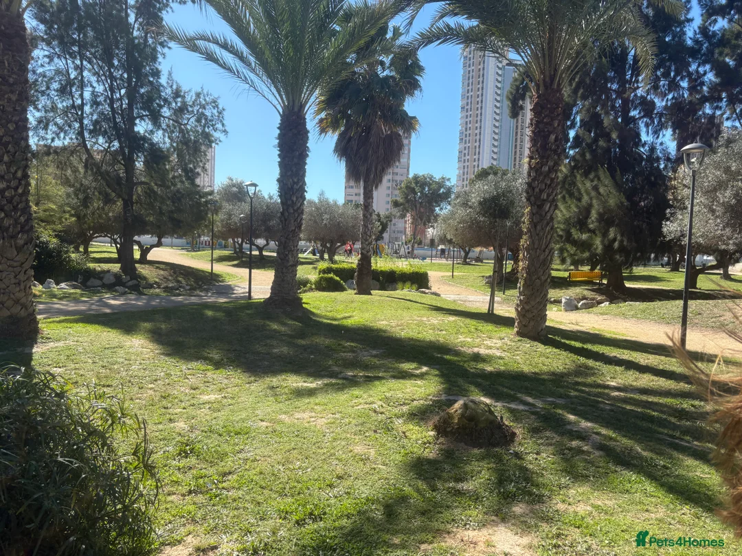 Cockapoo dogs for sale: ADULT FEMALE Sweet F1B Cockapoo  in Maidstone - Advert 1