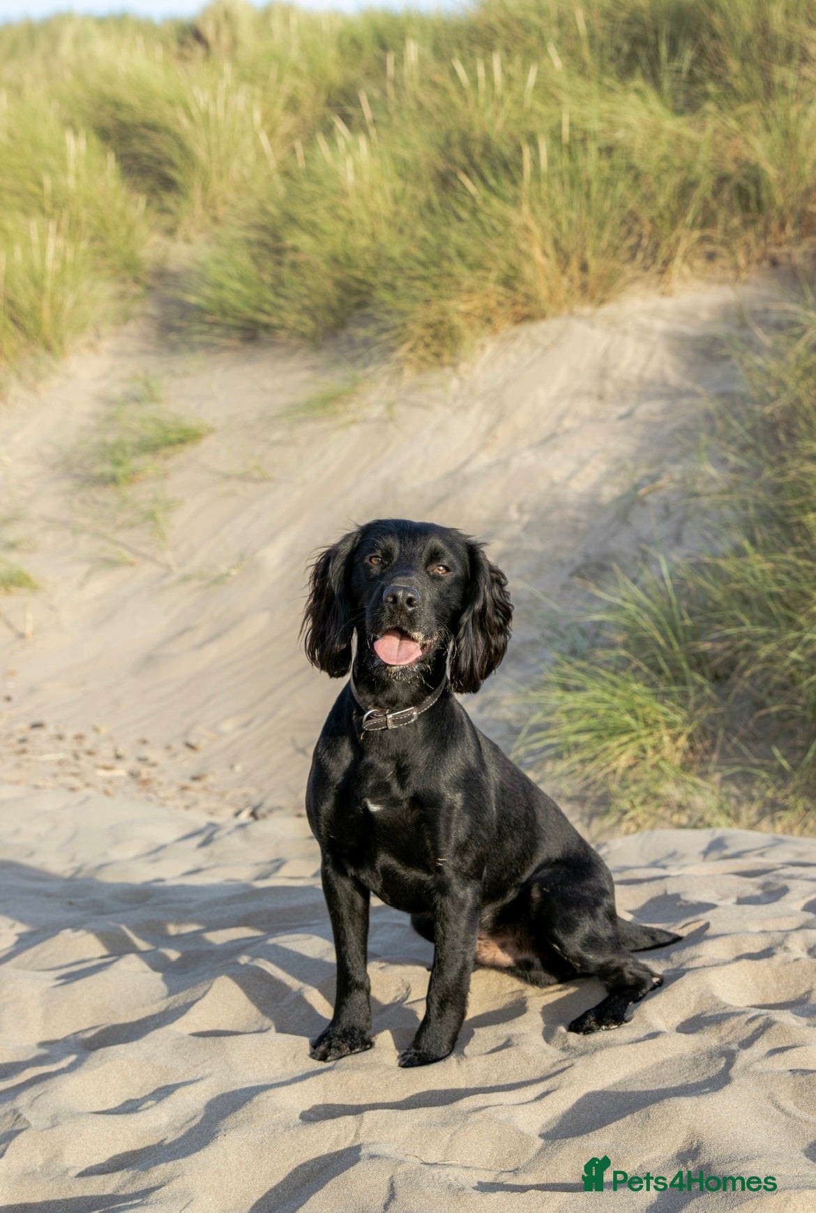 Cocker Spaniel dogs Fully KC Registered Black Cocker Spaniel for stud  in Tiverton - Advert 17
