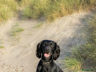Cocker Spaniel dogs Fully KC Registered Black Cocker Spaniel for stud in Tiverton - Advert 7