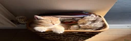 British Shorthair cats for sale: Golden british shorthair/ british longhair kittens - Advert 10