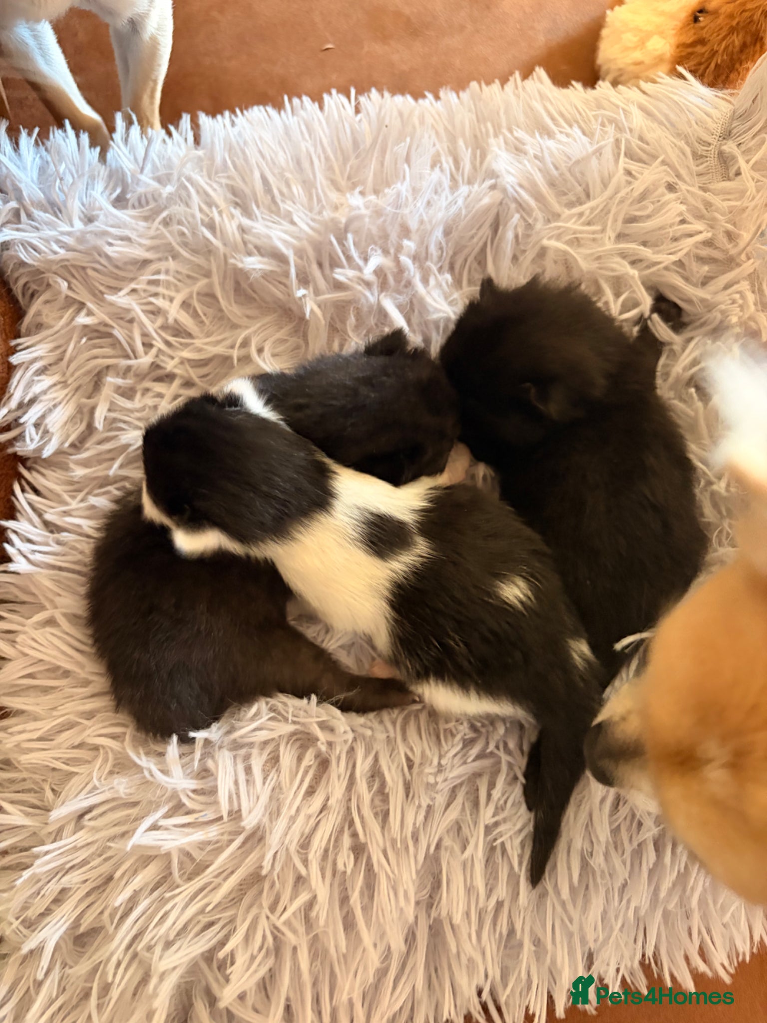 Mixed Breed cats 4 Beautiful & Healthy kittens 3 girls 1 Boy - Advert 20