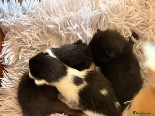 Mixed Breed cats 4 Beautiful & Healthy kittens 3 girls 1 Boy - Advert 20