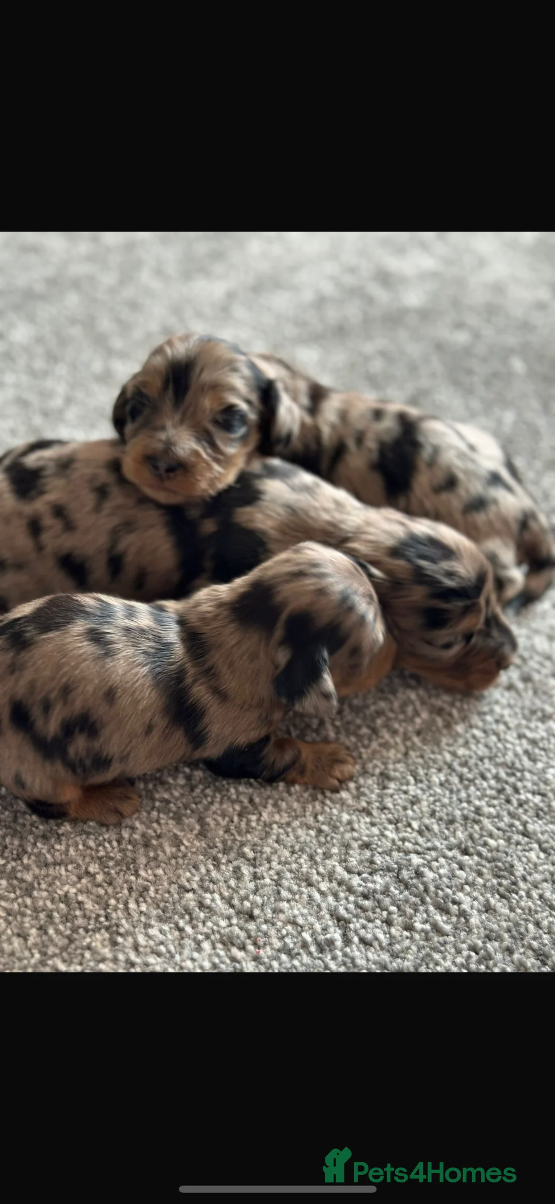 Miniature Dachshund dogs for sale: Miniature long haired dachshunds  - Advert 1