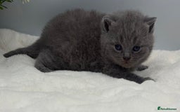 British Shorthair cats for sale: PEDIGREE REGISTERED CHUNKY BRITISH SHORTHAIRS  - Image 9