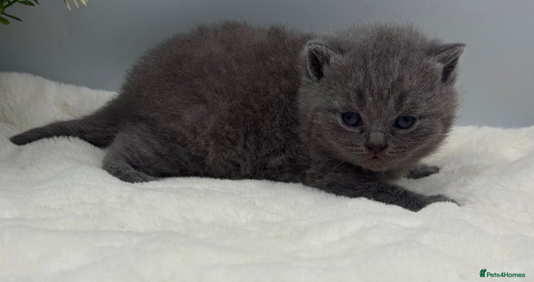British Shorthair cats for sale: PEDIGREE REGISTERED CHUNKY BRITISH SHORTHAIRS  - Image 9