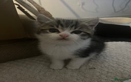 Persian cats for sale: persian x bengal - Image 3