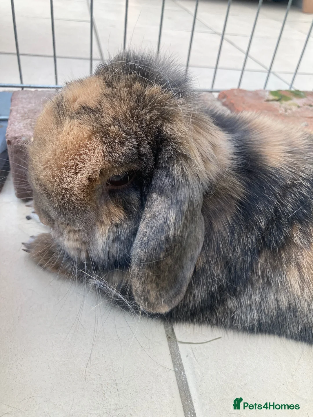 Mini Lop rabbits for sale: Bailey  - Advert 2