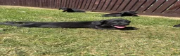 Springador dogs for sale: Springador Puppies🐶 in Corwen - Advert 13