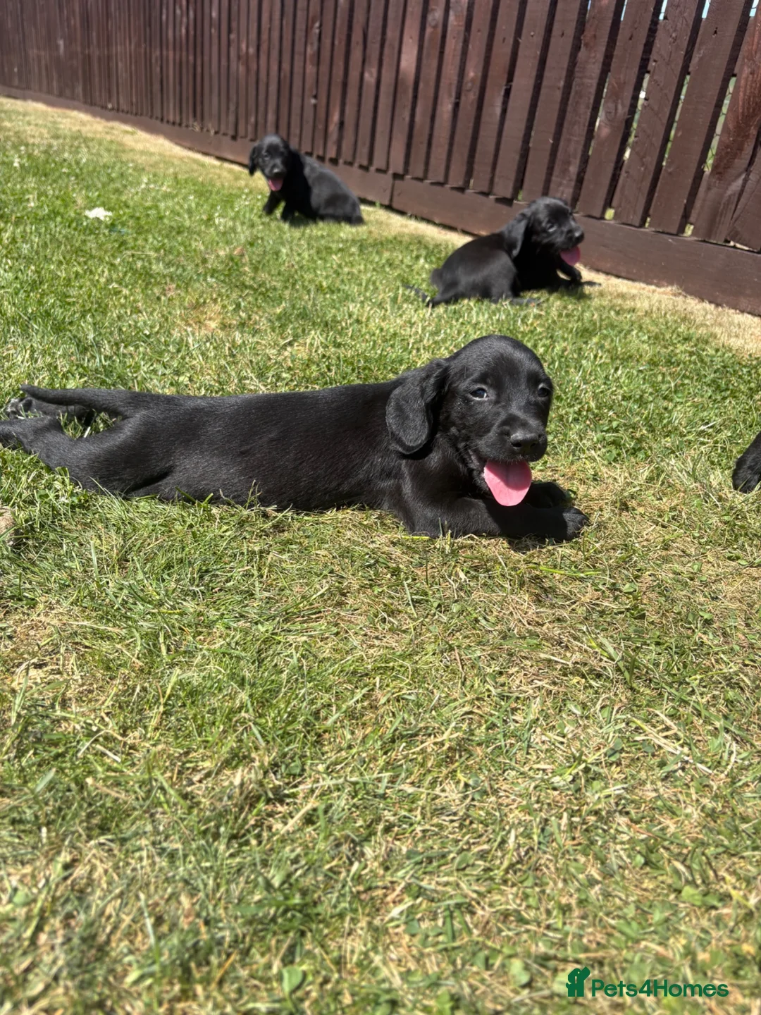 Springador dogs for sale: Springador Puppies🐶 in Corwen - Advert 13