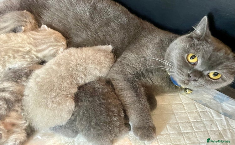 British Shorthair cats - Advert 3