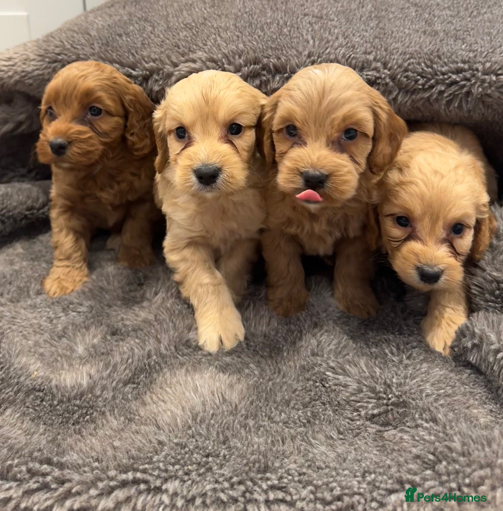 Cockapoo dogs Stunning Cockapoo puppies  - Advert 2