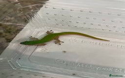 Gecko reptiles for sale: Mauritian Blue Tailed Day Gecko p. Cepediana  - Image 5