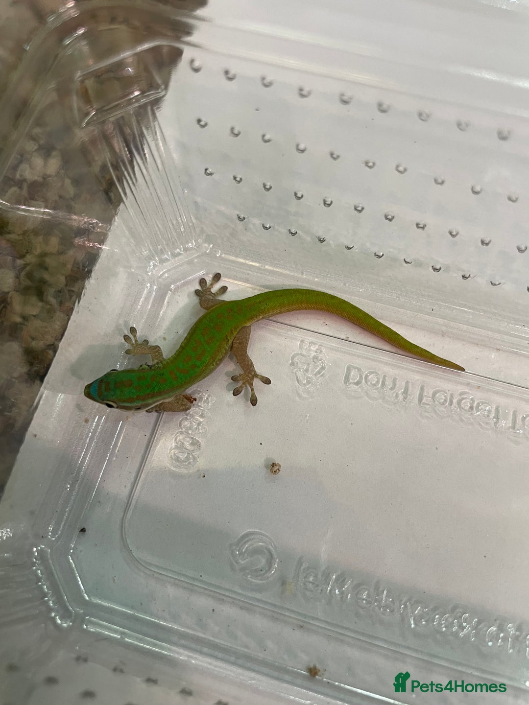 Gecko reptiles for sale: Mauritian Blue Tailed Day Gecko p. Cepediana  - Image 5