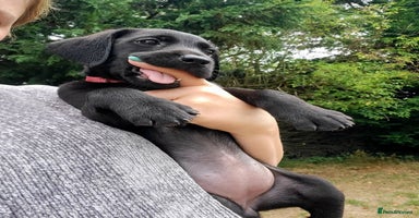 Labrador Retriever dogs in Much Wenlock - Advert 5