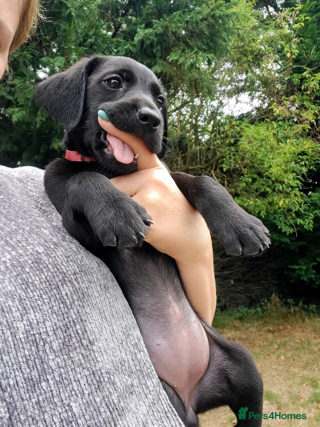 Labrador Retriever dogs for sale: Kc labrador puppies in Much Wenlock - Image 2