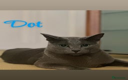 Russian Blue cats for sale: 2 x Pedigree Russian Blue GCCF - Advert 10