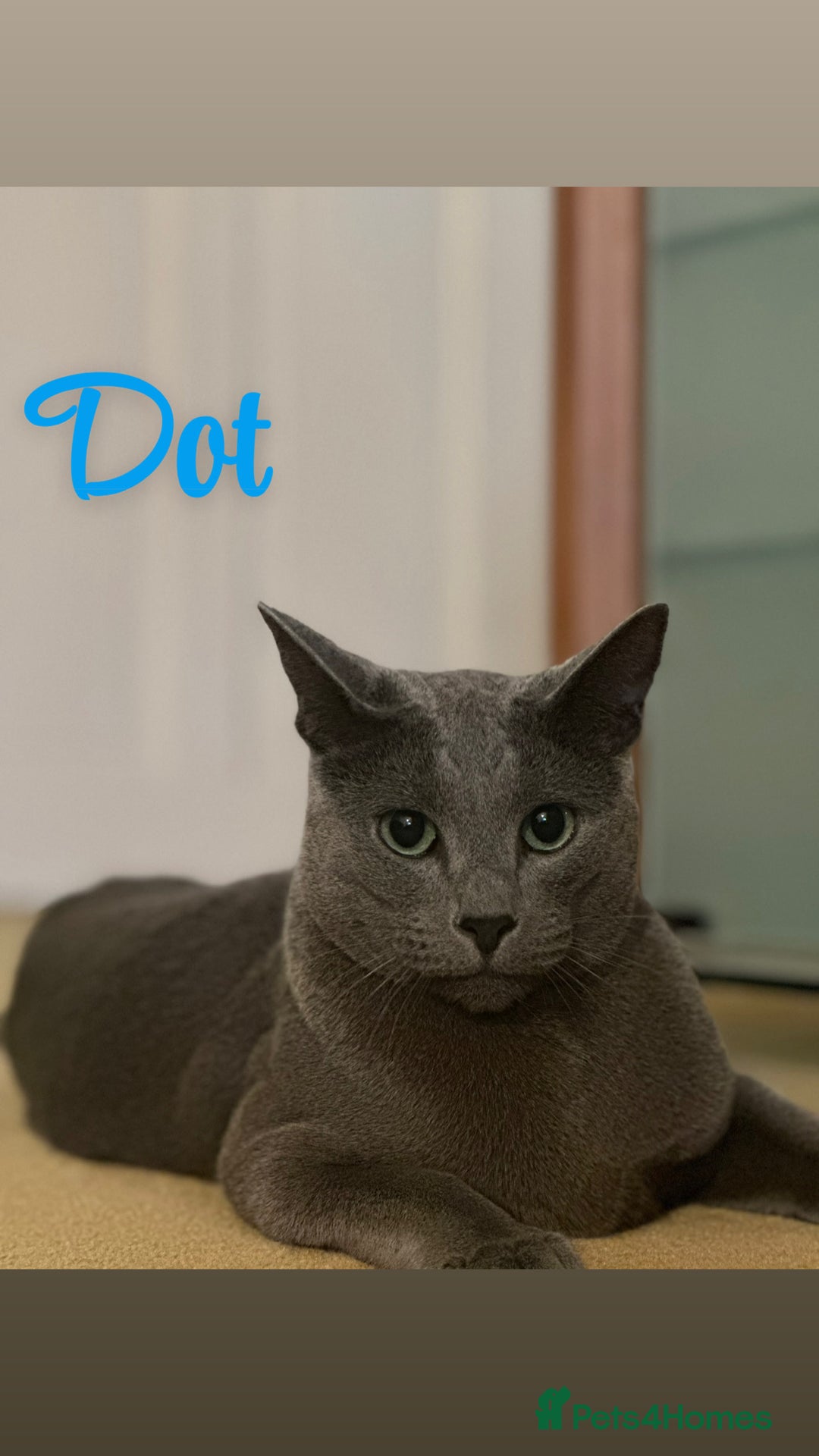 Russian Blue cats for sale: 2 x Pedigree Russian Blue GCCF - Advert 10