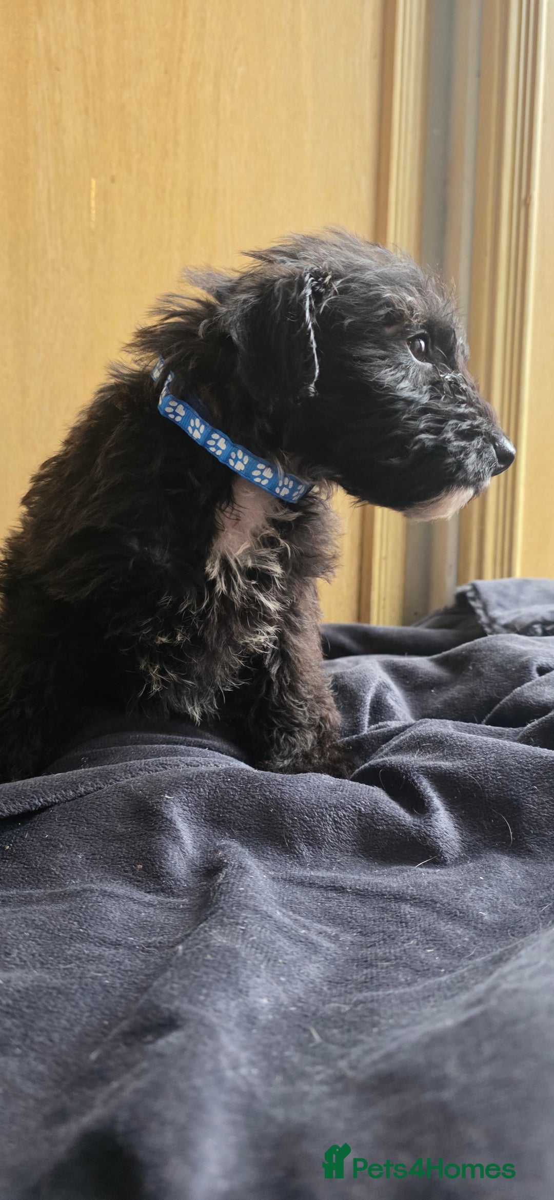 Irish Terrier dogs for sale: Five puppies for sale  - Advert 4