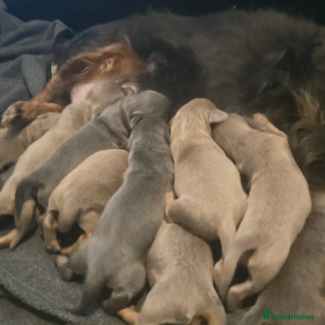 Miniature Dachshund dogs for sale: Miniature Long-Haired Dachshund Puppy - Advert 5