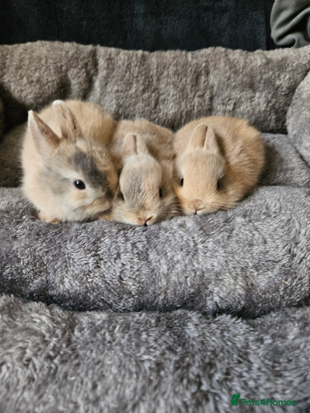 Netherland Dwarf rabbits for sale: Harlequin Netherland Dwarf bunnies  - Advert 1
