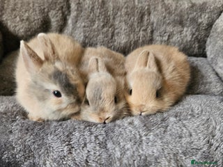 Netherland Dwarf rabbits Harlequin Netherland Dwarf bunnies - Advert 15