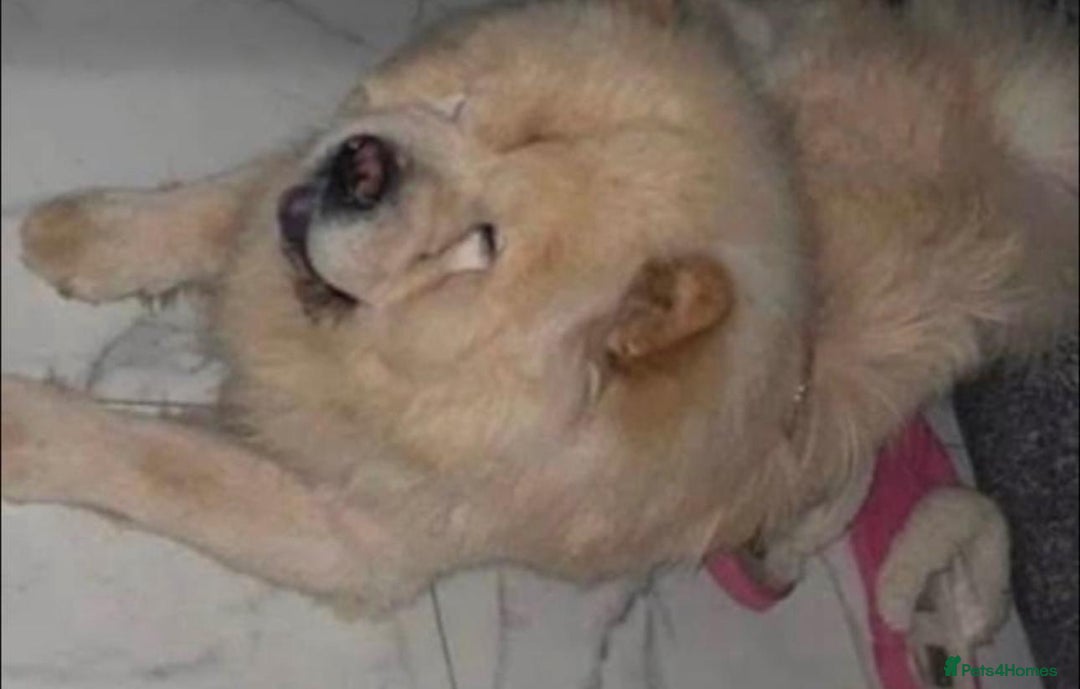 Chow Chow dogs for sale: Nova  - Image 5