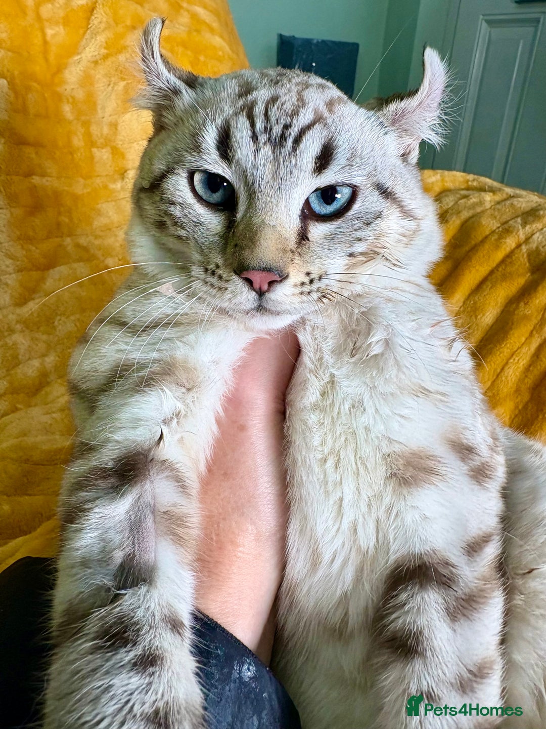 Keetso cats for sale: Super wild looking poly curled eared leopard  - Advert 10