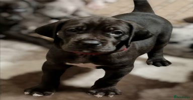 Great Dane dogs Exceptional pups, viewings welcome - Advert 15