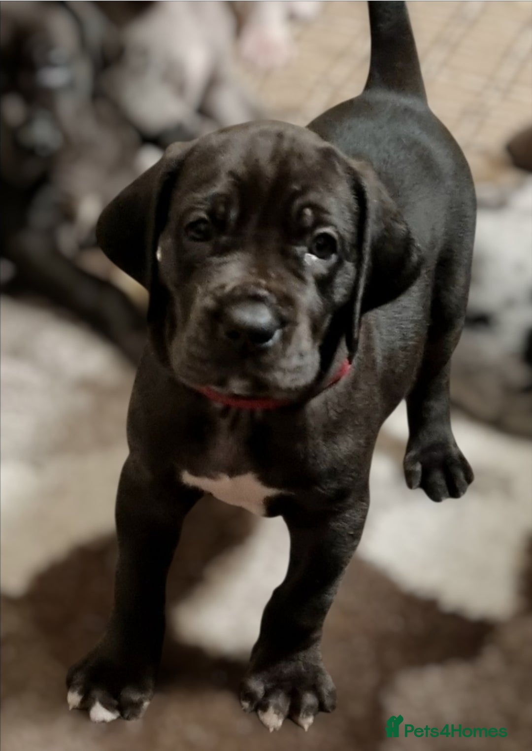 Great Dane dogs for sale: Exceptional pups, viewings welcome - Advert 7