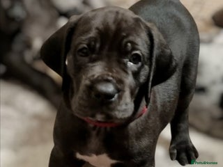 Great Dane dogs Exceptional pups, viewings welcome - Advert 5