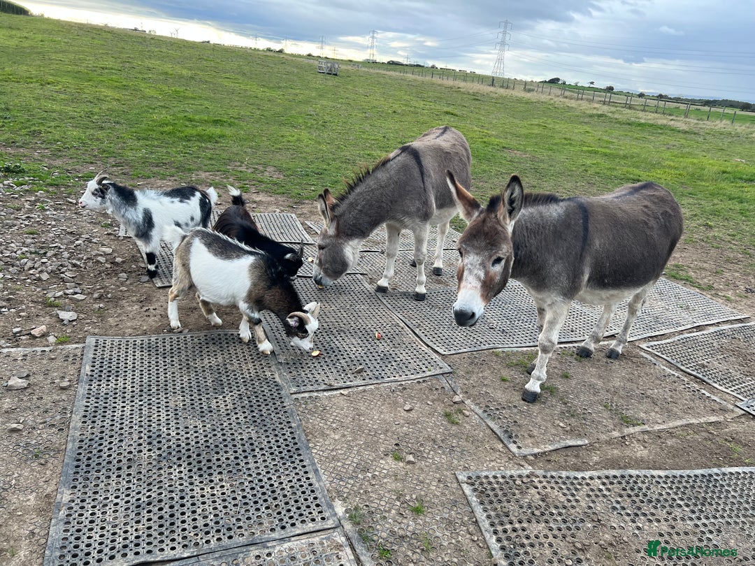 Other Breed horses for sale: 2 Bonded Gelding Donkeys - Image 5